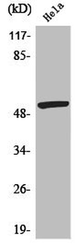 MEF2A Antibody