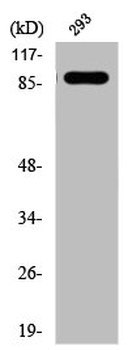 IGF1R/INSR Antibody