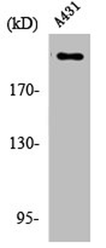 ESPL1 Antibody
