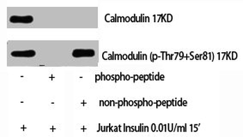 CALM1 Antibody