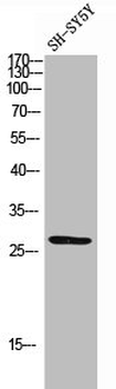 TNNI3 Antibody