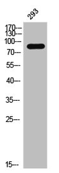 DAXX Antibody