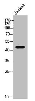 EFNB1/EFNB2/EFNB3 Antibody