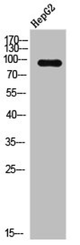 AHR/AHRR Antibody