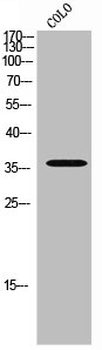 ELK3 Antibody
