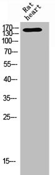 FANCA Antibody
