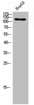 FGFR1/FGFR2 Antibody