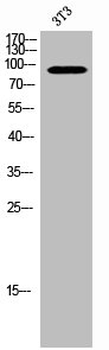 FOXO1/FOXO3 Antibody