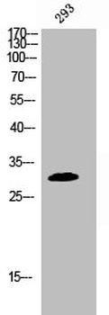 DAPP1 Antibody