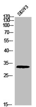 HIST1H1B/HIST1H1D/HIST1H1E Antibody
