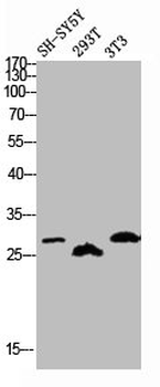 KCNIP3 Antibody