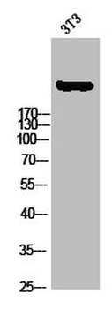 ACACA Antibody