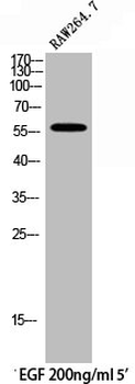 PTPN6 Antibody