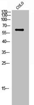 SRC Antibody
