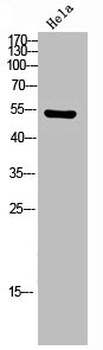 CAMK2A/CAMK2D Antibody
