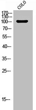 MAPK8IP1 Antibody