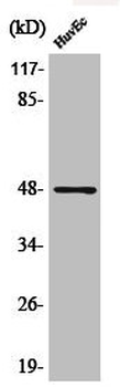 JUN/JUND Antibody