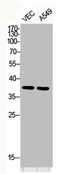 JUN/JUND Antibody
