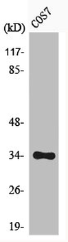 CDK1/CDK2/CDK3 Antibody