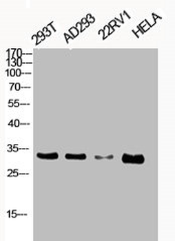 CDK1/CDK2/CDK3 Antibody