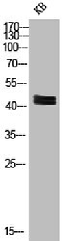 MAPK3/MAPK1 Antibody