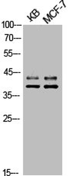 MAPK3/MAPK1 Antibody