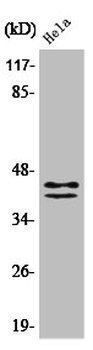 MAPK3/MAPK1 Antibody