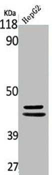 MAPK3/MAPK1 Antibody