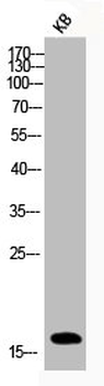 HIST1H3A/HIST2H3A/H3F3A Antibody