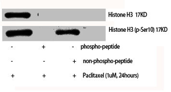 HIST1H3A/HIST2H3A/H3F3A Antibody