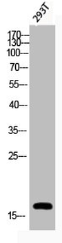 HIST1H3A/HIST2H3A/H3F3A Antibody