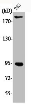 IGF1R/INSR Antibody