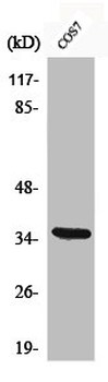 NFKBIA Antibody