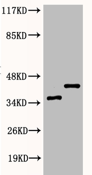 NFKBIA Antibody