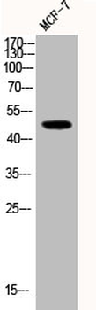 MAPK8/MAPK9/MAPK10 Antibody