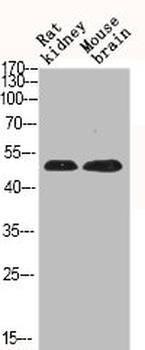 MAPK8/MAPK9/MAPK10 Antibody