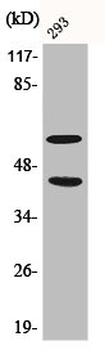MAPK8/MAPK9/MAPK10 Antibody
