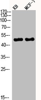 MAPK8/MAPK9/MAPK10 Antibody