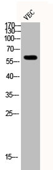 SMAD2/SMAD3 Antibody