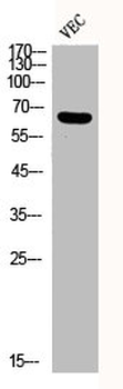 SMAD2/SMAD3 Antibody