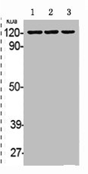 EPHB1/EPHB2 Antibody