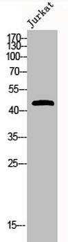 DUSP1/DUSP4 Antibody