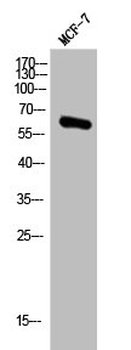 AKT1 Antibody
