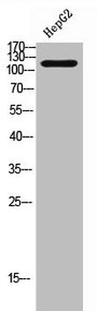 HDAC5/HDAC9 Antibody