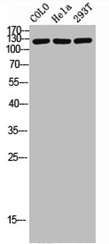 HDAC5/HDAC9 Antibody
