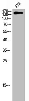 TNS2 Antibody