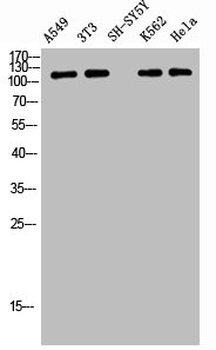 TNS2 Antibody