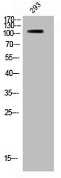 BRAF Antibody