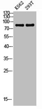 BRAF Antibody