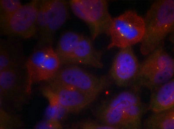 SYT1/SYT2 Antibody